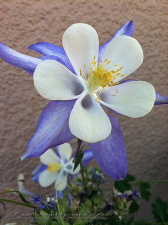 Colorado Columbines