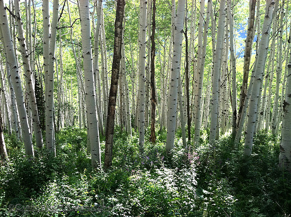 Grove of Aspens