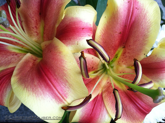Flowers