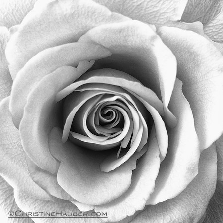 Black and White Rose IMG_0752