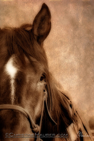 Ranch Horse
