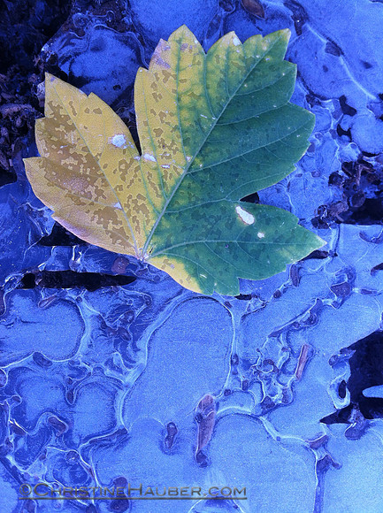 IMG_7900