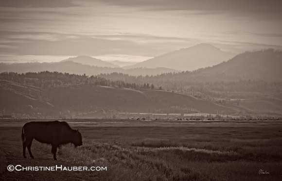Watching Over the Land