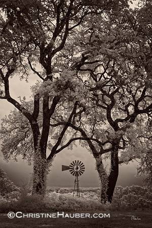 Windmill and Live Oak Trees