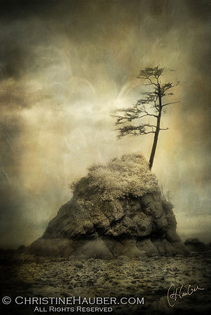 TreeOnRock2XLargeTextureLAYRV1-M