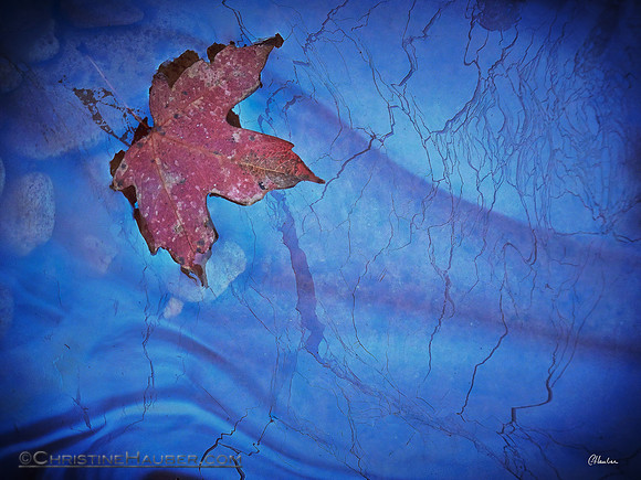 Red Leaf in Oil Slick