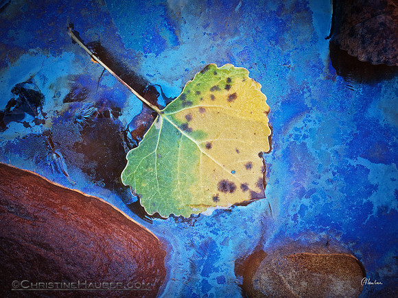 Leaf in Oil Slick
