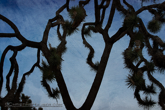 Joshua Tree Abstract