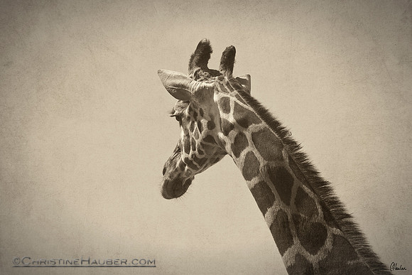 Gina the Giraffe