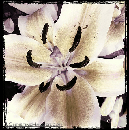 Yellow Lily - IMG_0660