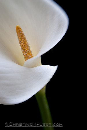 Cala Lily Closeup