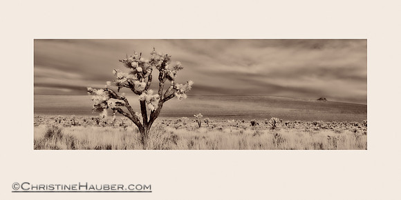 DSC0403 Joshua Tree