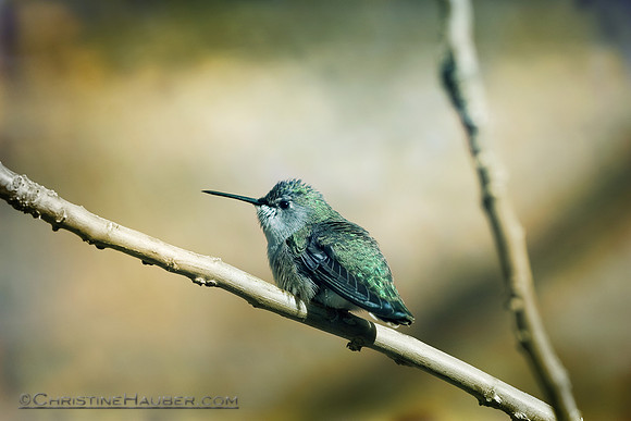 Hummingbird