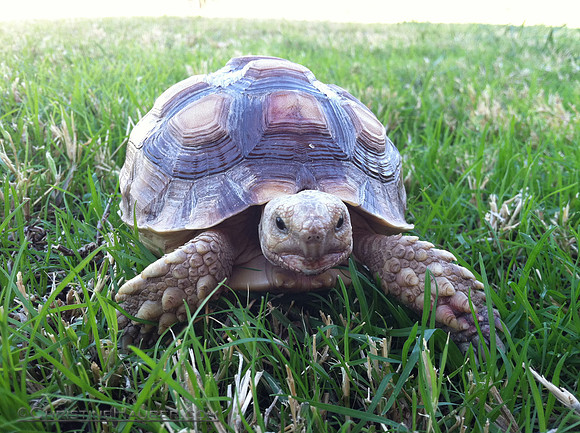 Turtle