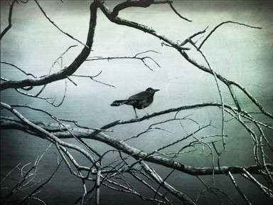 blackbird4