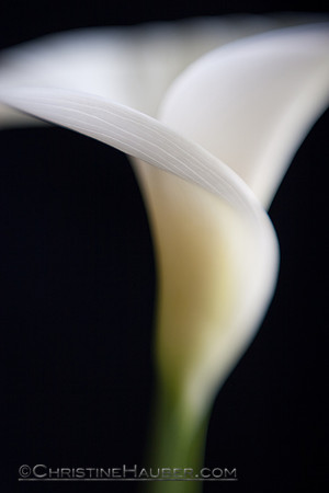 Cala Lily