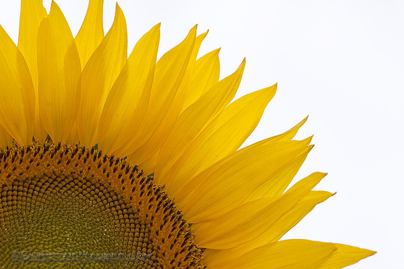 Sunflower Closeup