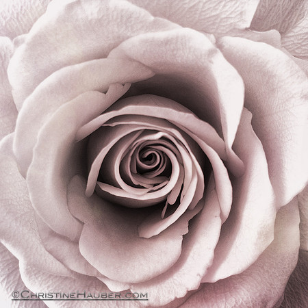 Pink Rose IMG_0752.4