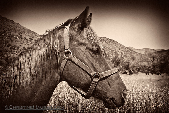 Inquisitive II