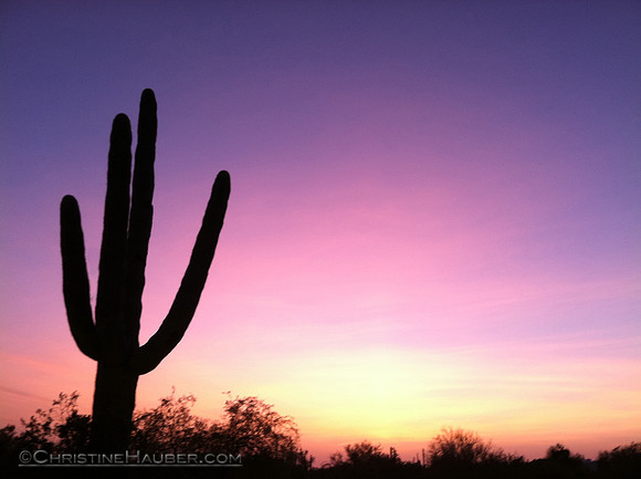 Saguaro IMG_1188