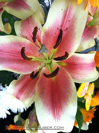 Iris