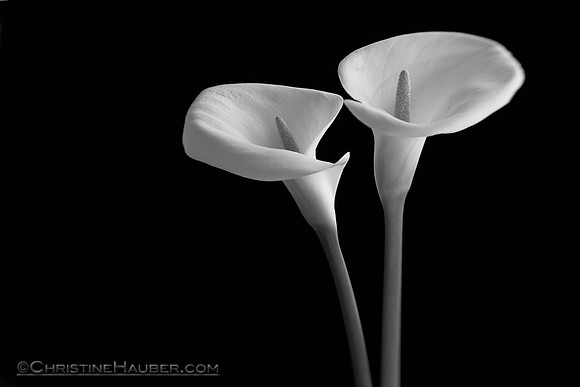 Two Cala Lilies