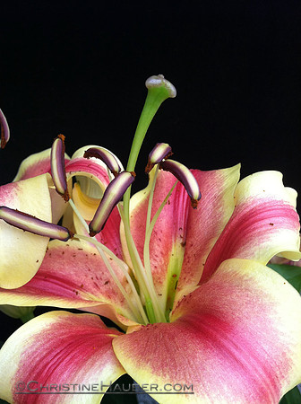 Iris II