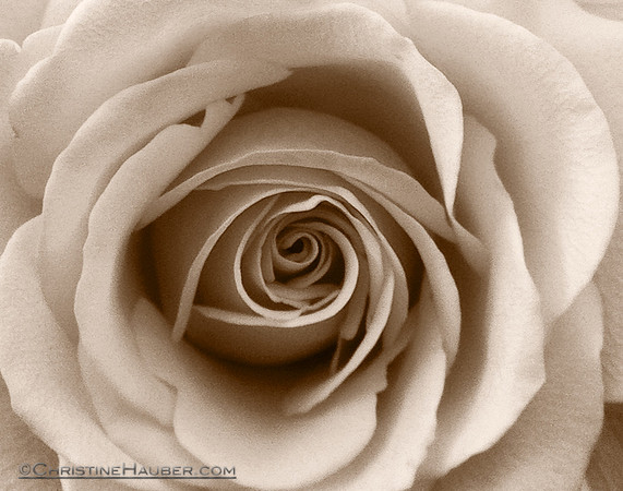 Sepia Rose