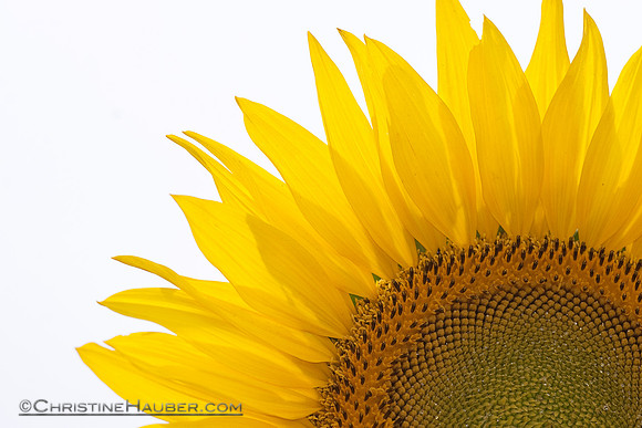 Sunflower Closeup II