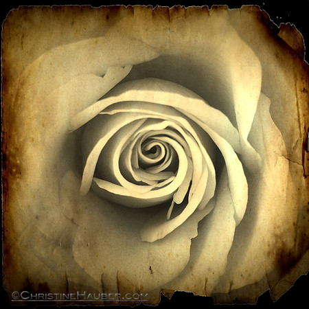 Sepia Rose
