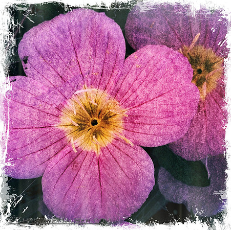 "Dainty" IMG_0745