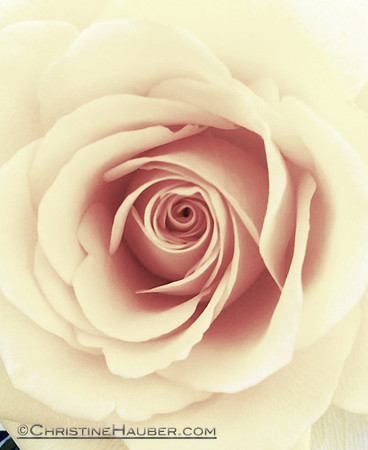 Peach Colored Rose