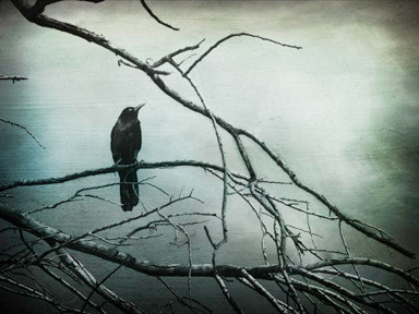blackbird51