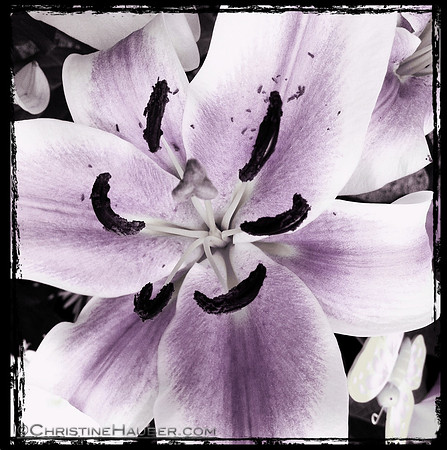 Fusia Lily IMG_0658