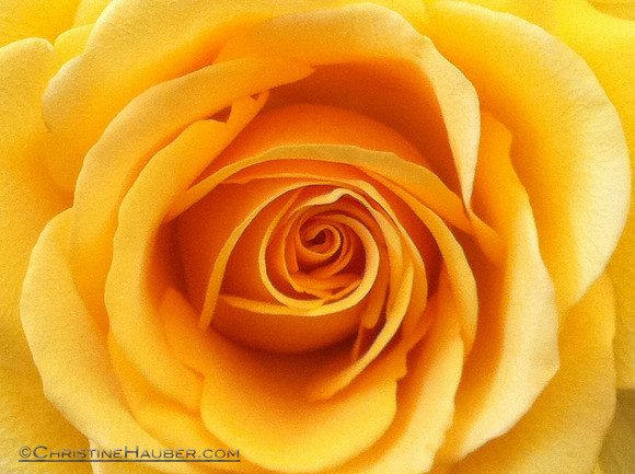 Yellow Rose