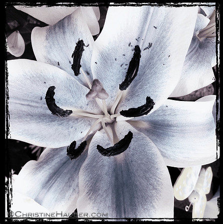 Blue Lily IMG_0657