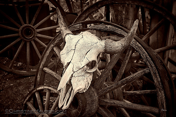 Embudo Skull