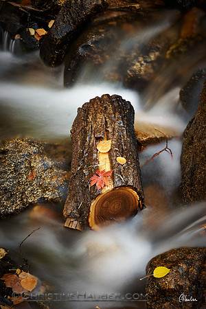 Log in Santa Fe River by Christine Hauber