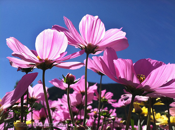 Fusia