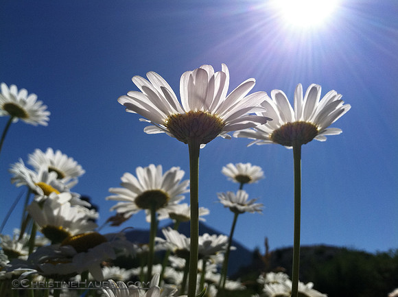 Reaching for the Sun