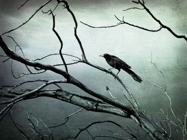 blackbird6