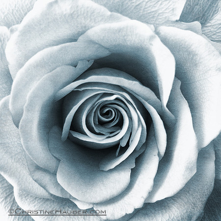 Blue Rose IMG_0752.3