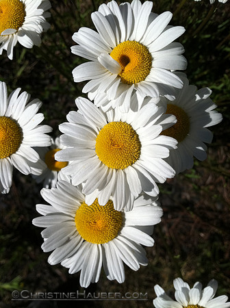 Daisies