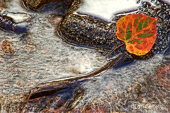 Leaf in Water