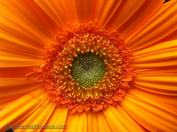 Orange Daisy