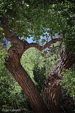 Heart Tree