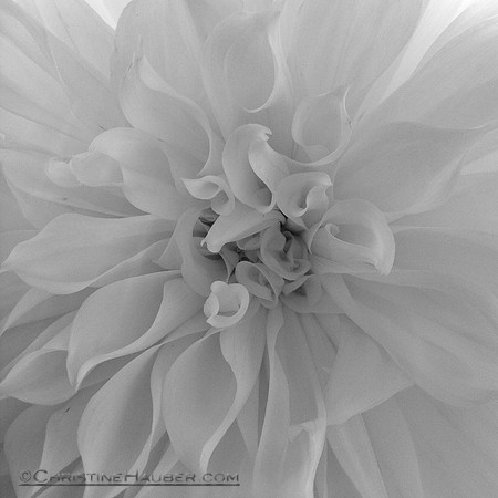 Dalia in Black and White
