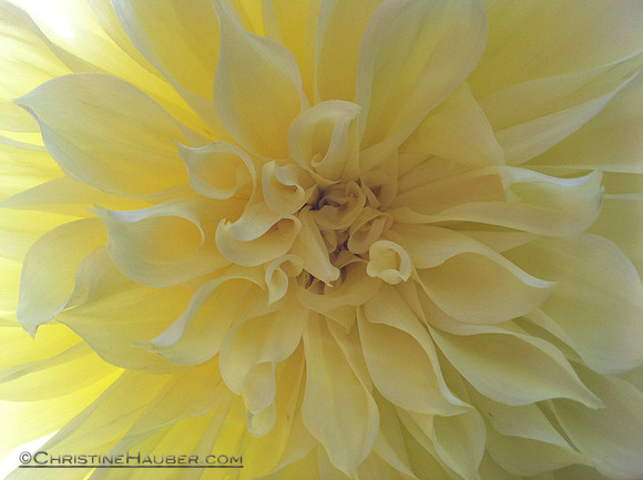 Yellow Dalia