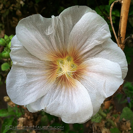 White Flower