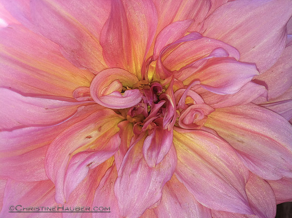 Pink Dalia